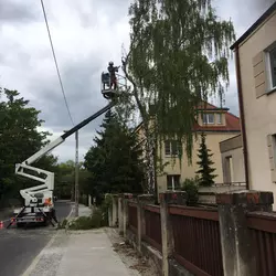 Pielęgnacja i przycinanie drzew